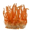 Cordyceps Militaris