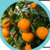 Snipaste_2025-10-09_15-41-16