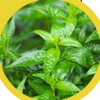 Snipaste_2025-10-13_15-55-57